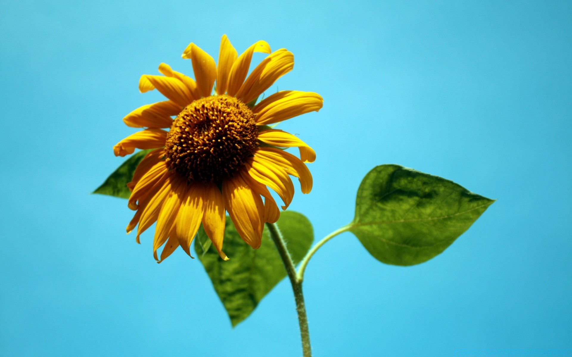 flores natureza flor verão flora ao ar livre folha crescimento bom tempo pétala brilhante girassol