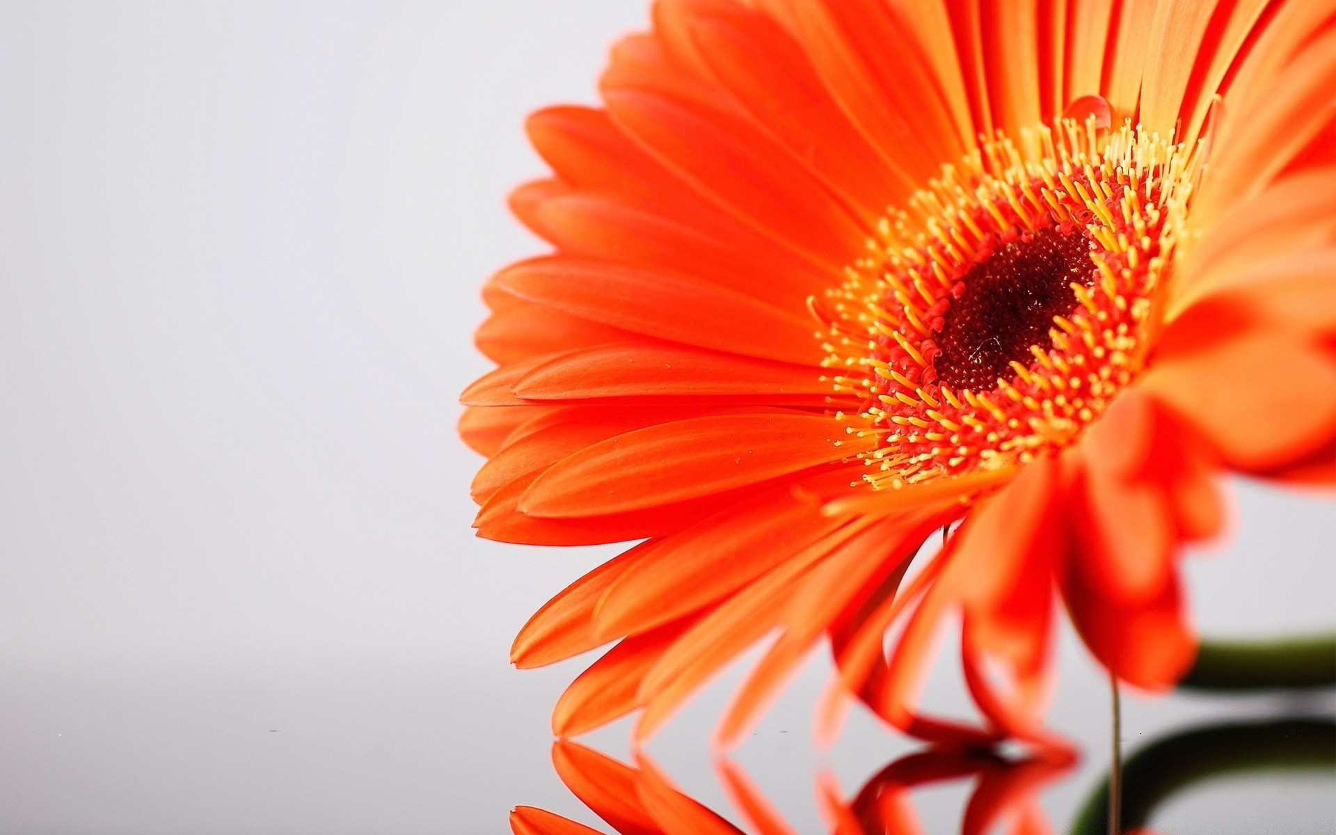 fiori natura fiore flora estate luminoso colore petalo foglia