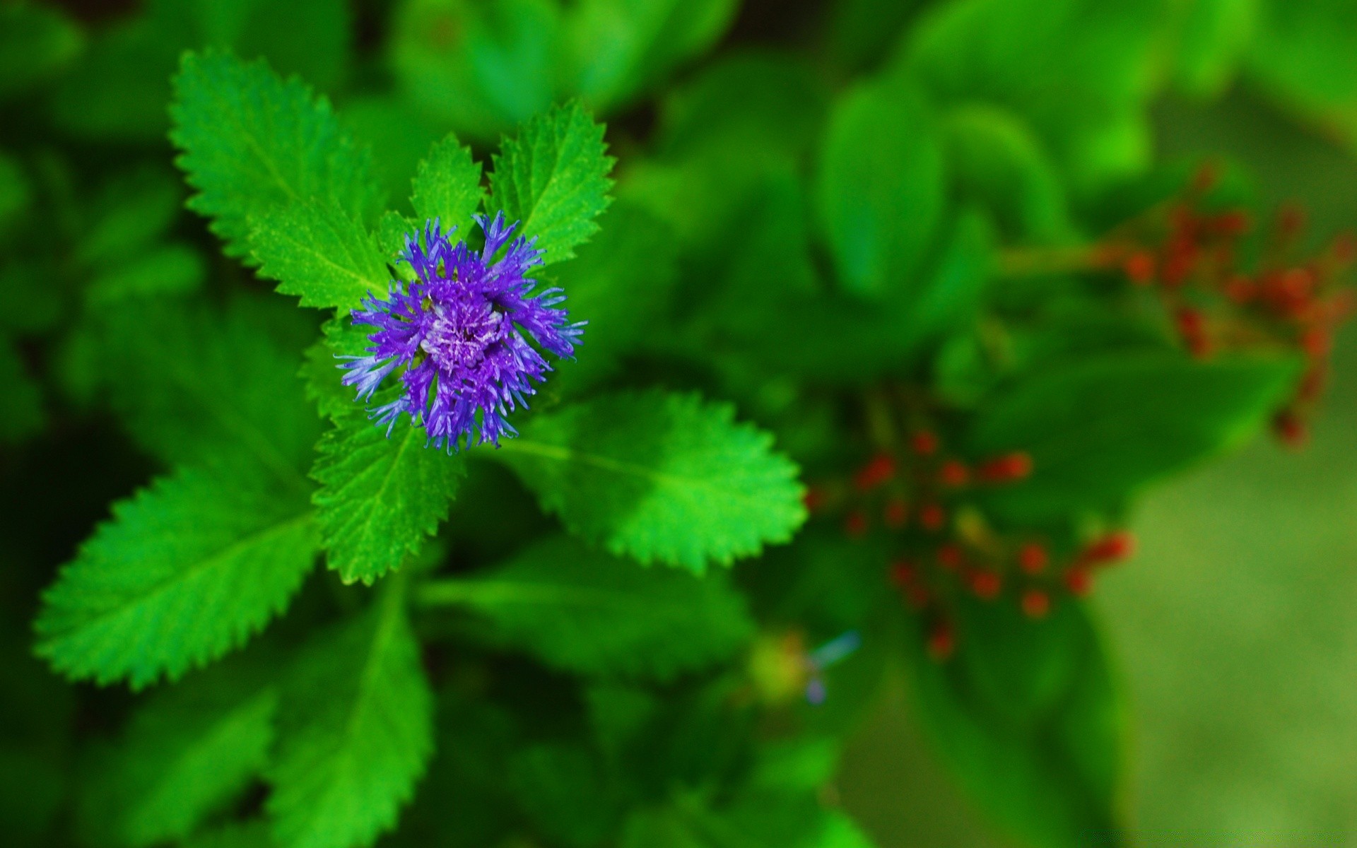 fleurs nature feuille flore été fleur à l extérieur sauvage jardin gros plan croissance lumineux herbe