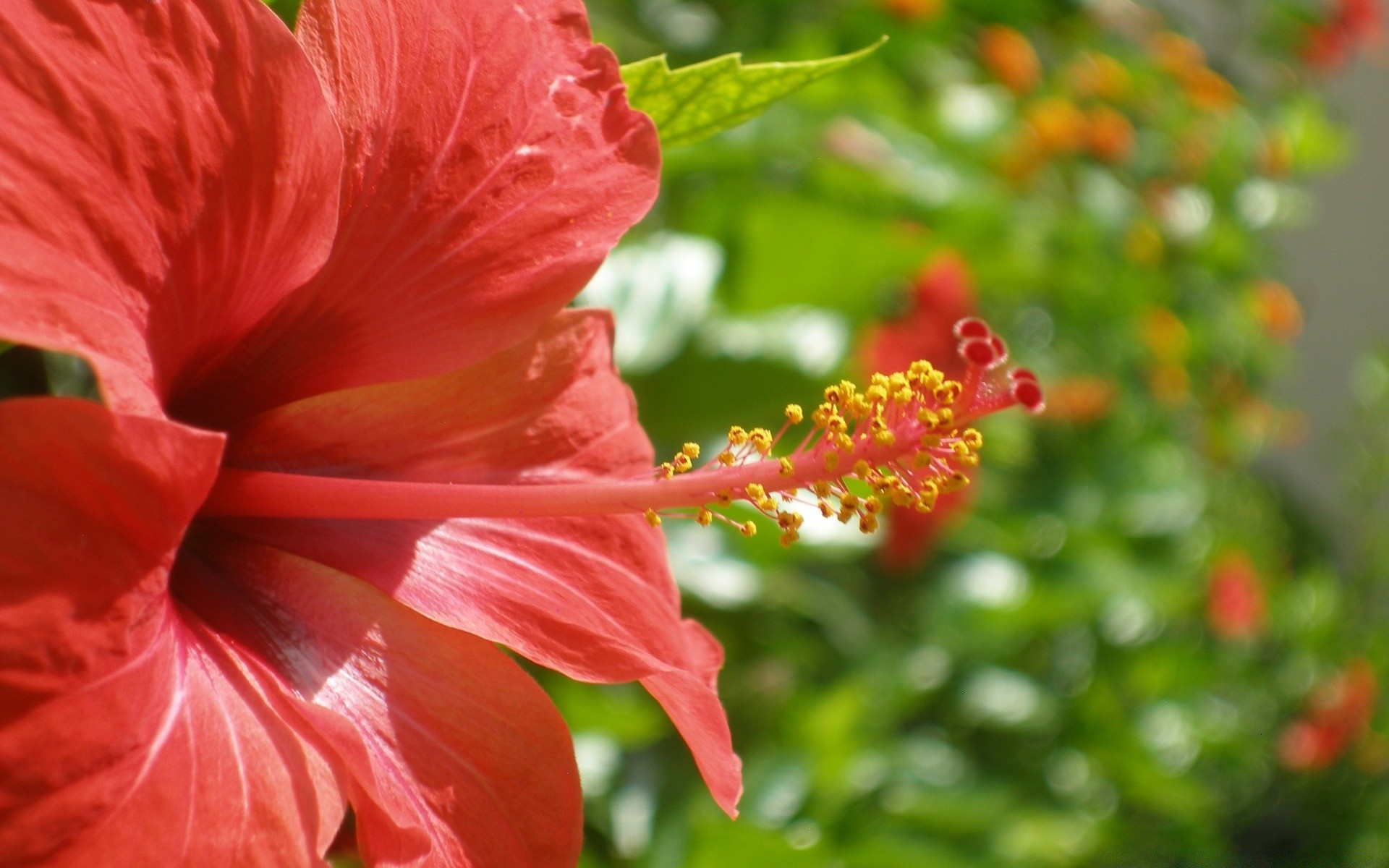 flowers nature garden flower flora leaf summer blooming color tropical petal beautiful close-up floral bright outdoors hibiscus growth