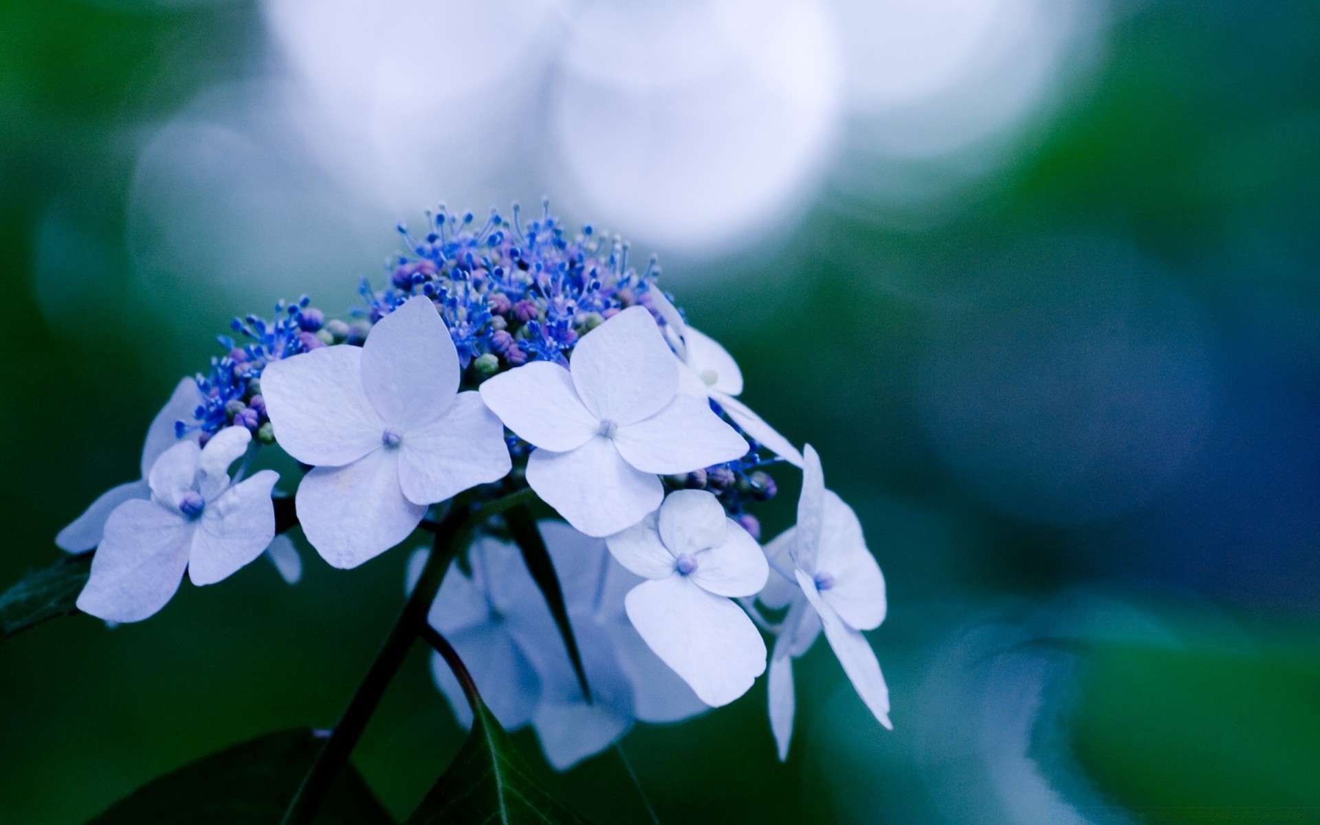 fleurs nature flou fleur flore feuille été jardin lumineux à l extérieur couleur gros plan beau