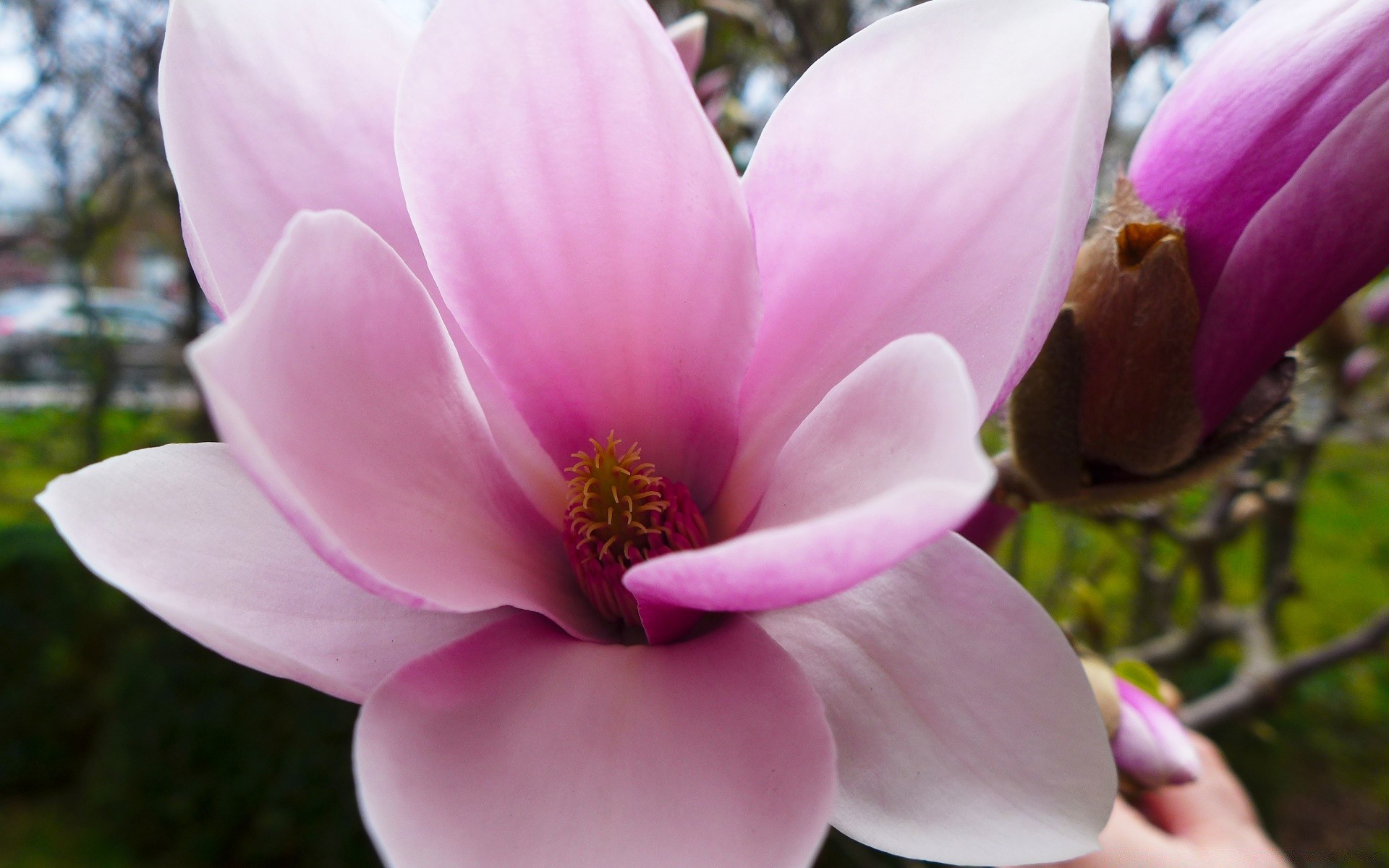 fiori fiore magnolia natura giardino flora fiore foglia colore petalo bello compagno estate parco floreale