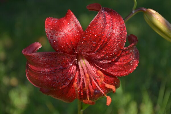 Anmut und Schönheit in einer schönen Blume