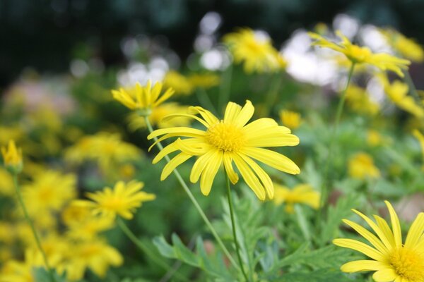 Sommergelbe Blumen unsere Natur und Flora