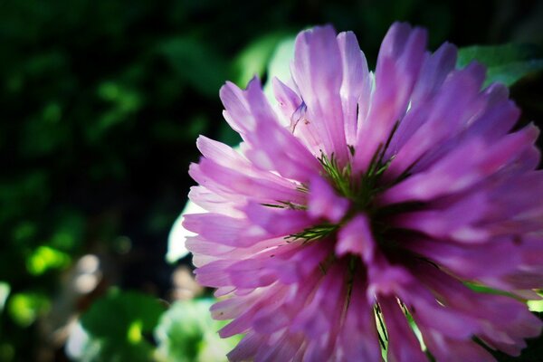 A lilac flower on a green background