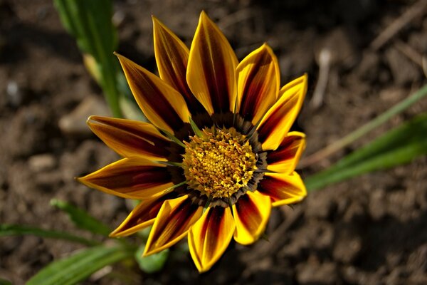 Eine ungewöhnliche Blume, die im Garten wächst