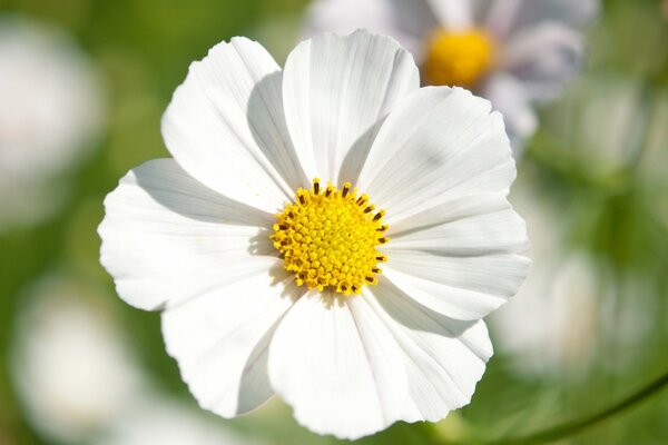 Weiße Blumen Kosmos Nahaufnahme