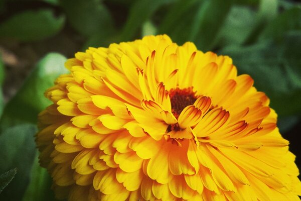 Yellow fluffy flower on a green background