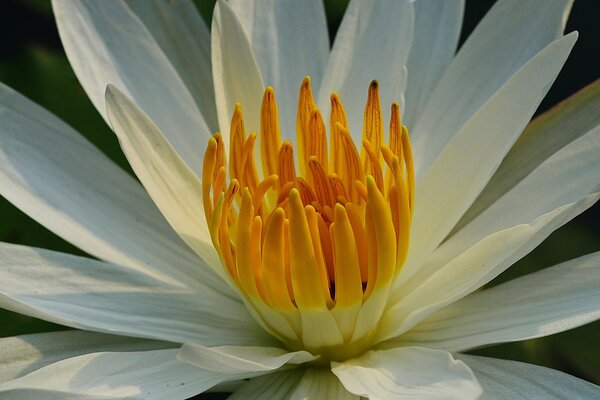 Macro de fleur de Lotus dans le champ