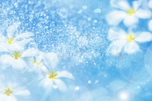 Snow-white petals of daisies as a chip