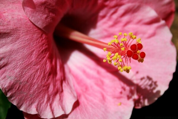 Pink flower under the rays of the sun