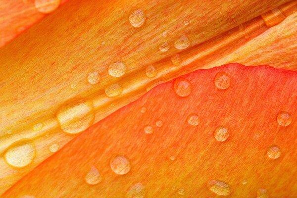 Textura naranja con gotas de agua