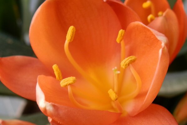 Orange Blume auf Unschärfe Hintergrund