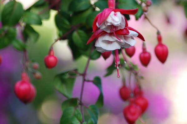 Flor inusual de la vida silvestre