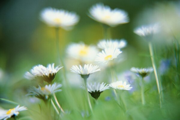 Macro photography of plants in the field vesem