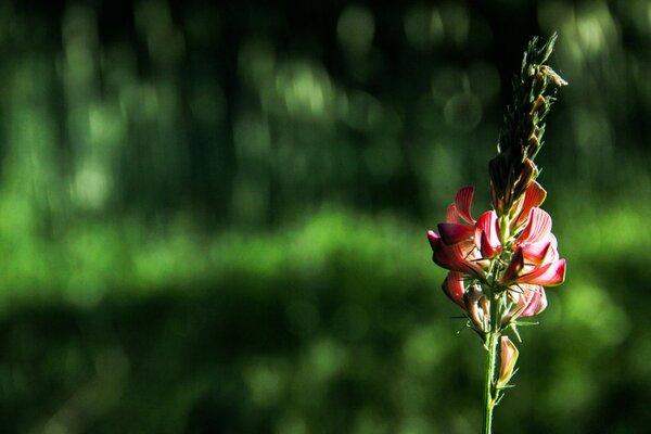 Misteriosa flor roja sobre fondo verde