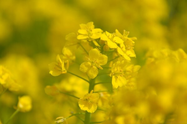 Las flores silvestres son flora natural