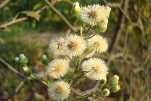 Waldblumen mit weißen Knospen