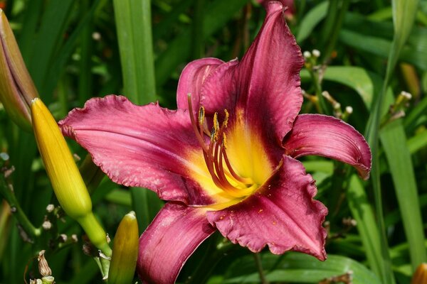 Fiore da giardino con petali rossi