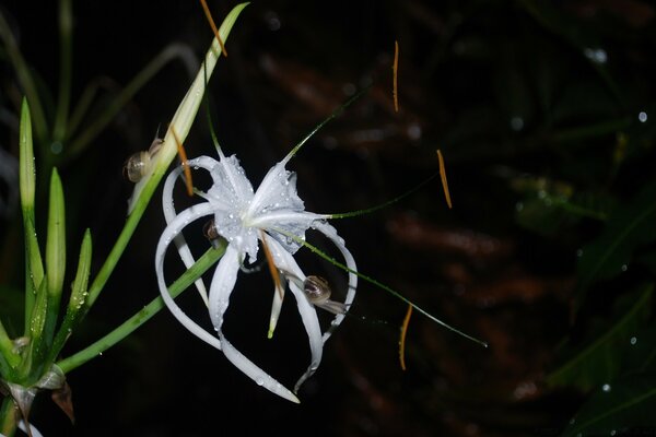 Weiße Blume im Nachtgarten