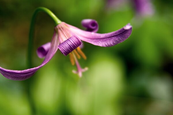 展开花瓣的百合花