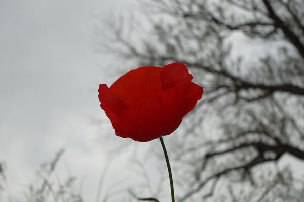 Rosa vermelha na neve