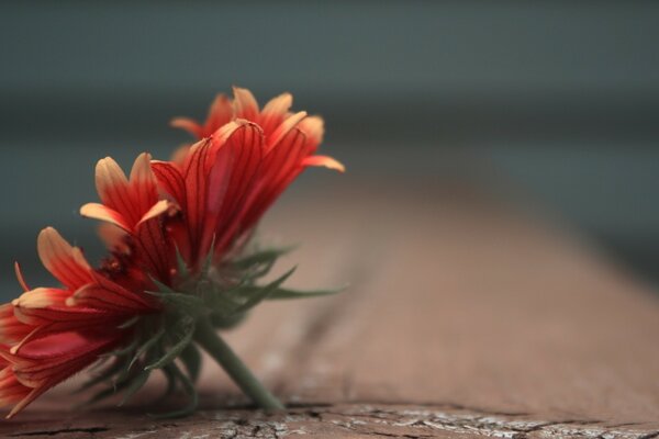 Red flower on a wooden surface