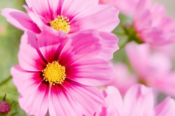 Fiore dal giardino dell amata madre