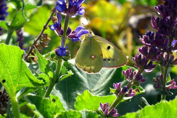 Farfalla verde sullo stelo con fiori viola