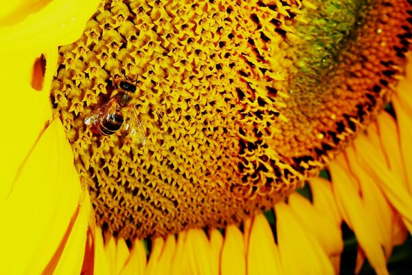 Dos abejas en un girasol amarillo brillante