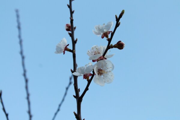 Frühling der ersten Kirschknospen