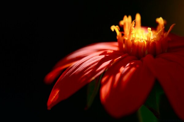 Il fiore rosso è una flora naturale