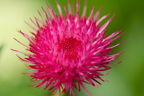 Nahaufnahme von Blumen im serbischen Feld