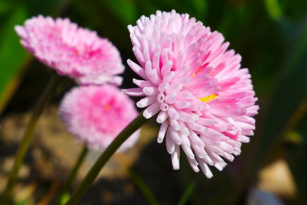 Garden aster with pink petals