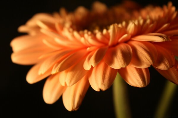 La belleza refinada de la gerbera naranja