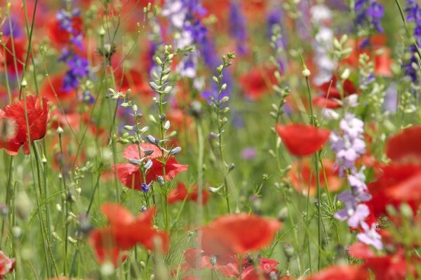 Green field with poppies and wildflowers