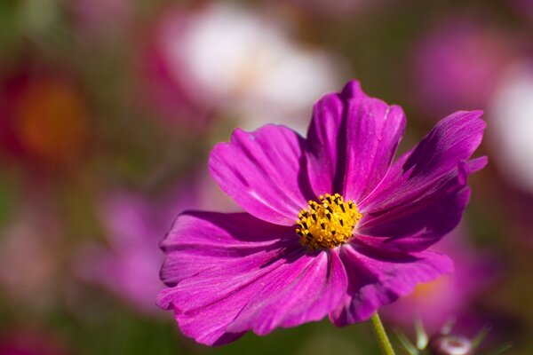 Sommer helle Blume Nahaufnahme