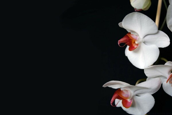 Beautiful orchid on a black background