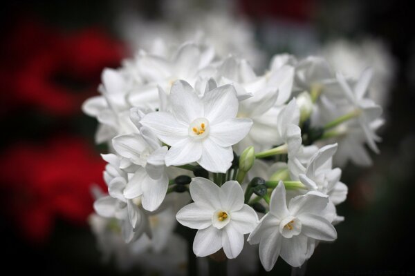 Weiße Blumen auf dunklem Hintergrund