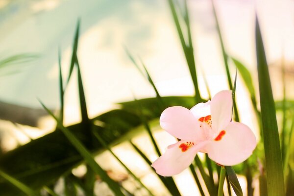 Babyblume ist ein Teil der Natur