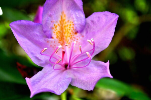 La singularidad de la flora en un entorno natural