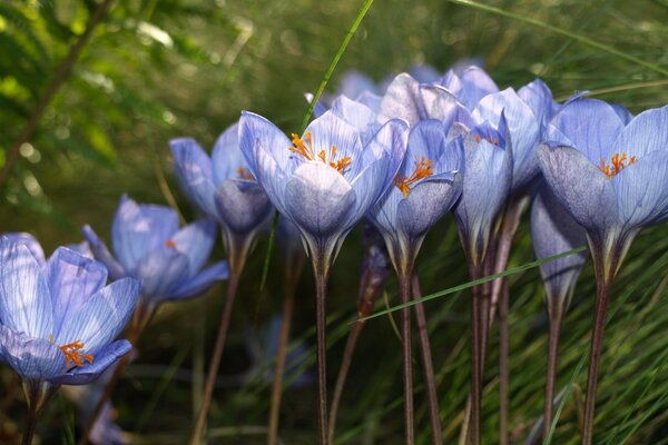 Beautiful blue flowers on a grass background