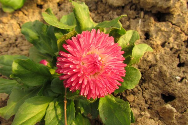 A red flower bloomed in the garden