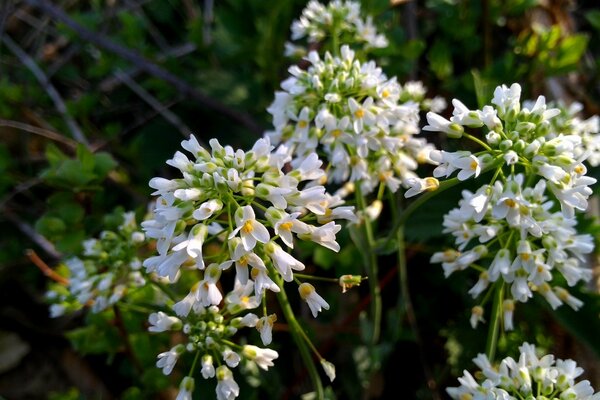 Garden plant with fragrant flowers