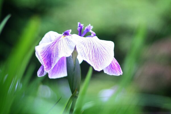 A lilac iris flower on a green background