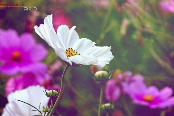 Flores moradas y blancas en el campo