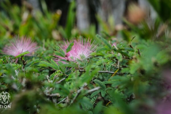 Einzigartige rosa Blüten unter den Blättern