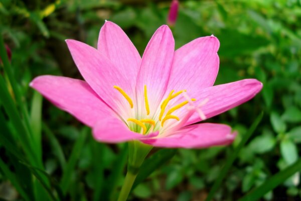 Pink beautiful flower on a grass background