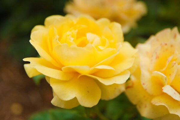 Macro photography of plants in the field of six