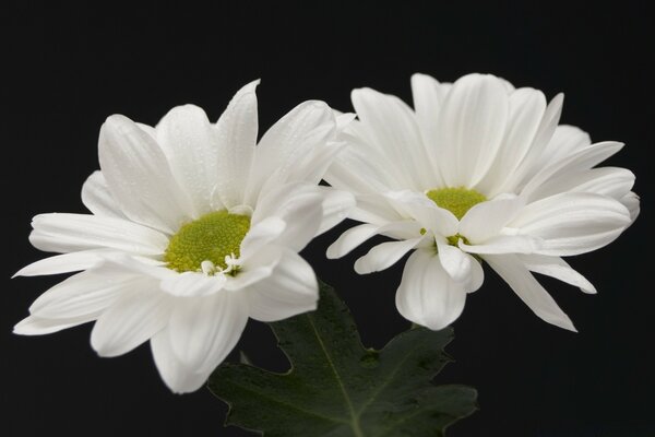 Deux chrysanthèmes blancs Solitaires